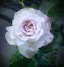 Fantasy Crystal rose photo