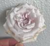 Fantasy Crystal rose photo