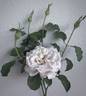 Fantasy Crystal rose photo
