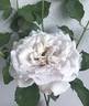 Fantasy Crystal rose photo