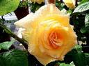Johan Jongkind rose photo