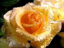 Johan Jongkind rose photo