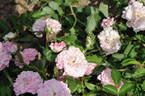 Farquhar rose photo