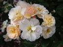 Comtesse André d'Oultremont rose photo