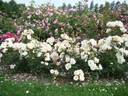 Comtesse André d'Oultremont rose photo