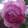 Belle Parfume rose photo