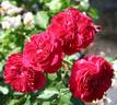 Anna Rosina Blaschke rose photo