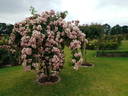Cherub rose photo