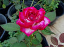 Atlantic City rose photo
