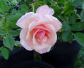 Audrey Hepburn rose photo