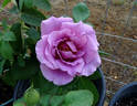 Azure Sea rose photo