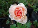 Calliope rose photo