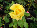 Charter 700 rose photo
