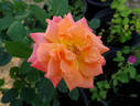 Courtoise rose photo