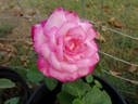 Daily Sketch rose photo