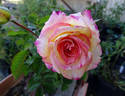 Dawning Moment rose photo