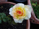 Delightful Phyllis rose photo