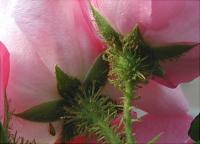 Cee Dee Moss rose photo