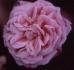 Bengale Animating rose photo