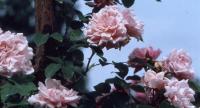 Birdie Blye rose photo