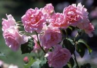 Blithe Spirit rose photo