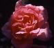 Boudoir rose photo