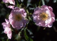 Brenda rose photo