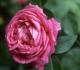 A. Drawiel rose photo