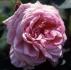 André Leroy rose photo