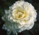 Anna Zinkeisen rose photo