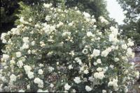 Anne-Marie Cotte rose photo