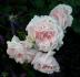 Pink Powderpuff rose photo