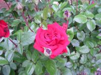 Fortune Teller ™ rose photo