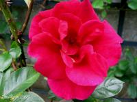 Sanguinaire rose photo