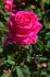 Cynthia rose photo