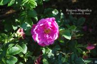 <i>Rosa rugosa</i> Magnifica rose photo