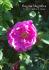 <i>Rosa rugosa</i> Magnifica rose photo
