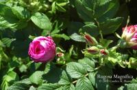 <i>Rosa rugosa</i> Magnifica rose photo