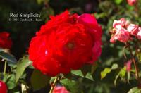 Red Simplicity ® rose photo