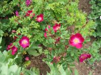 Mrs. Colville rose photo