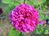 Jeune Henry rose photo