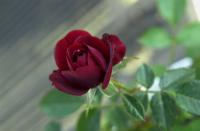 Patriot Song rose photo