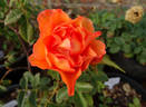 Doris Tysterman rose photo