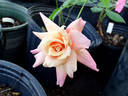 Dr. Debat rose photo