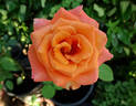 Exotica ® rose photo