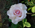 Ginger Hill rose photo