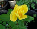 Golden Charm rose photo