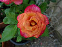 Gypsy Curiosa rose photo