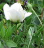 Ibiza rose photo
