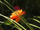 Doris Tysterman rose photo